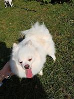 Pomeriaan meisje, Dieren en Toebehoren, 1 tot 2 jaar, Teef, Eén hond, Nederland