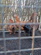 3 schitterende 'boeren' krielen - Wyandotte bont gezelschap!, Dieren en Toebehoren, Vrouwelijk, Kip