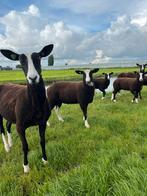 Mooie zwartbles ramlammeren, Dieren en Toebehoren, Schapen, Geiten en Varkens, Mannelijk, Schaap, 0 tot 2 jaar
