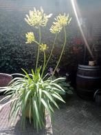Grote Agapanthus wit biologisch geteeld, Ophalen, Zomer, Overige soorten, Volle zon