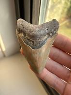 Megalodon haaientand fossiel 8.9 centimeter, Ophalen of Verzenden, Fossiel