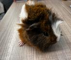 Jonge tamme cavia’s ( geen groothandel), Cavia, Mannelijk, Juli, Tam