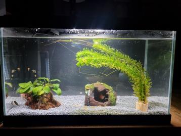 GEZOCHT! Aquarium 50L voor klein prijsje beschikbaar voor biedingen