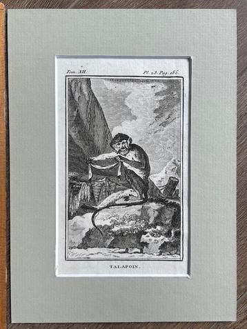 Talapoin / Dwergmeerkatten - Buffon 1770 aap / apen beschikbaar voor biedingen