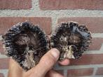Araucaria alvarezii, fossilized pine cone, Ophalen of Verzenden, Fossiel
