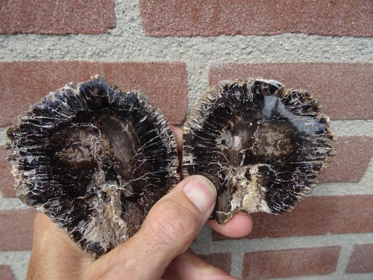 Araucaria alvarezii, fossilized pine cone, Verzamelen, Mineralen en Fossielen, Fossiel, Ophalen of Verzenden