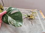 Monstera Deliciosa Albo Variegata stekken kamerplant, Ophalen of Verzenden, Overige soorten, Minder dan 100 cm