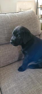 Labrador pup reu, Particulier, 8 tot 15 weken, Labrador retriever, Reu