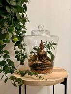 Buddha ecosysteem met o.a. een mini bonsai & bolmos, Huis en Inrichting, Kamerplanten, Volle zon, Ophalen, Bonsai