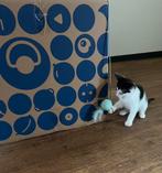 Kitten, Dieren en Toebehoren, Geslacht onbekend