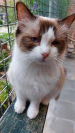 Ragdoll Herplaatser, broer en zus, Dieren en Toebehoren, Katten en Kittens | Raskatten | Langhaar, Kater, Gechipt, 0 tot 2 jaar
