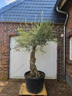 KORTING: MINSTENS 10% KORTING OP AL ONZE OLIJFBOMEN, In pot, Halfschaduw, Ophalen of Verzenden, 100 tot 250 cm