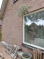 Eucalyptus boom, Tuin en Terras, Planten | Bomen, Overige soorten, 250 tot 400 cm, Ophalen, Volle zon