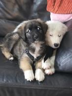 Puppies voor adoptie...8 weken oud, Particulier, Overige rassen, 8 tot 15 weken, Buitenland