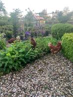 Bruine leghennen | tegen de leg |lohman legkippen, Dieren en Toebehoren, Vrouwelijk, Kip