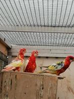 Jonge rosella's te koop., Dieren en Toebehoren, Vogels | Parkieten en Papegaaien, Meerdere dieren, Parkiet, Geringd