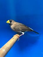 Maskeramadine, Dieren en Toebehoren, Vogels | Overige Vogels, Vrouwelijk, Tropenvogel, Geringd