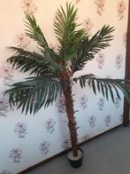 cycas palm, Ophalen of Verzenden, Bloeit niet, Overige soorten, Volle zon