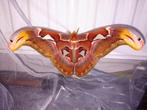 GEZOCHT, eitjes  Attacus Atlasvlinder, Dieren en Toebehoren, December, Meerdere dieren