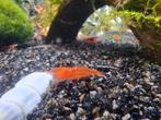 Rode Garnalen, Dieren en Toebehoren, Vissen | Aquariumvissen, Kreeft, Krab of Garnaal