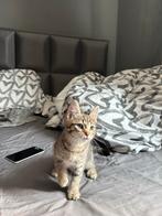 Kitten maine coon x, Ophalen of Verzenden