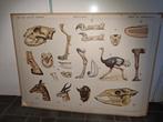 Nostalgische oude schoolplaat, Antiek en Kunst, Ophalen of Verzenden, Natuur en Biologie