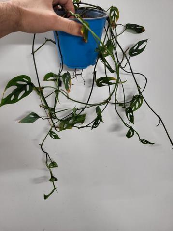 Monstera Laniata  beschikbaar voor biedingen