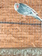 Halsbandparkieten, Vrouwelijk, Parkiet