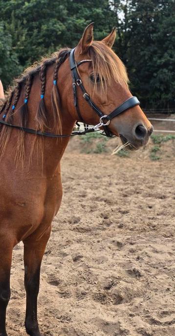 Super brave grote D pony  beschikbaar voor biedingen