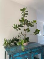 Kamerplant incl. roze pot, Ophalen, Overige soorten, Minder dan 100 cm
