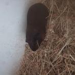 Goudagouti  cavia beren te koop., Dieren en Toebehoren, Knaagdieren, Juni, Mannelijk, Cavia