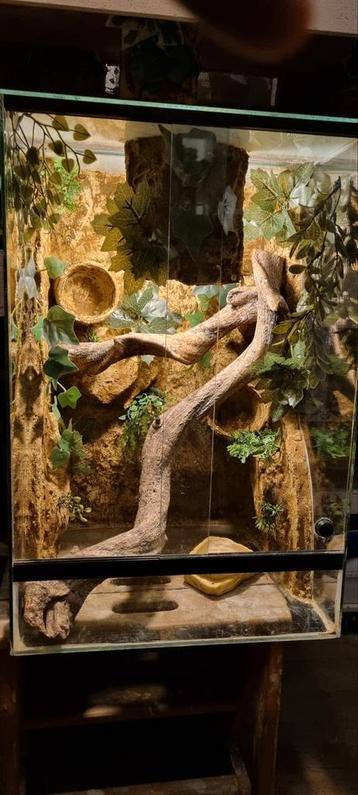 Terrarium 40x40x60 beschikbaar voor biedingen