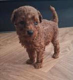 MINI toy poedel reutjes met stamboom ️❤️❤️, Dieren en Toebehoren, Honden | Chihuahua's en Gezelschapshonden, Poedel, Reu, CDV (hondenziekte)
