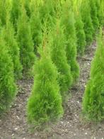coniferen voor handels prijs zeer mooi smaragt en braband, Tuin en Terras, Verzenden, Conifeer, Haag, 100 tot 250 cm
