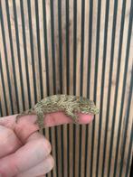 Leachianus nuu ana, Dieren en Toebehoren, Hagedis, 0 tot 2 jaar