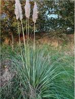 Pampas gras, Tuin en Terras, Planten | Tuinplanten, Ophalen, Vaste plant, Siergrassen, Halfschaduw