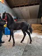 Fries hengstveulen  1e premie vol papier, Dieren en Toebehoren, Paarden, Hengst, Niet van toepassing, Minder dan 160 cm, 0 tot 2 jaar
