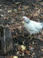 Gratis: Wyandotte haantjes, Dieren en Toebehoren, Pluimvee, Mannelijk, Kip