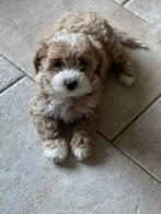 🩷🩵Prachtige maltipoo puppy’s zoeken hun for ever home🩵🩷, Poedel, CDV (hondenziekte), 8 tot 15 weken, Meerdere