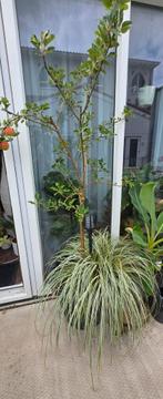 appelboompje 'elstar' incl. grote pot, Ophalen, In pot, Overige soorten, 100 tot 250 cm