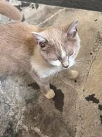 Brits koorthaar vrouwje 10 maande, Dieren en Toebehoren, Katten en Kittens | Raskatten | Korthaar