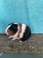 Jonge zeugjes!, Dieren en Toebehoren, Cavia, Augustus, Vrouwelijk, Tam