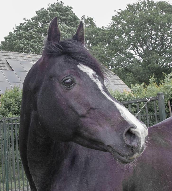 Arabische AVS premie Dekhengst, Dieren en Toebehoren, Paarden en Pony's | Dekhengsten en Fokmerries, Hengst
