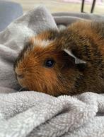 Twee mannetjes cavia’s, Maart, Mannelijk, Cavia