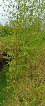 Berken, Tuin en Terras, Planten | Bomen, Overige soorten, Bloeit niet, Ophalen