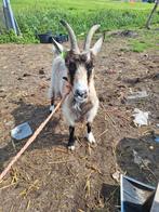 Stamboek landgeit tekoop, Vrouwelijk, Geit