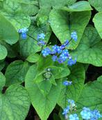 volwassen Brunnera Kaukasisch vergeet-mij-nietje, Vaste plant, Halfschaduw, Lente, Ophalen