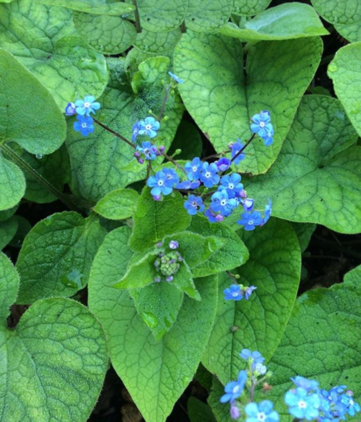 volwassen Brunnera Kaukasisch vergeet-mij-nietje, Tuin en Terras, Planten | Tuinplanten, Vaste plant, Overige soorten, Halfschaduw