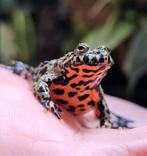 Bombina Orientalis, Dieren en Toebehoren, Reptielen en Amfibieën