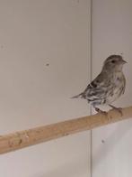 1-2 Europese sijs, Dieren en Toebehoren, Vogels | Overige Vogels, Meerdere dieren, Wildzangvogel, Geringd